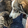cat, dog, animal, pet, furry, tabby_cat, canine, indoor, blanket, closeup, friendship, companion, sniffing, fur, hand, resting, comfort, blue_blanket, domestic, cute