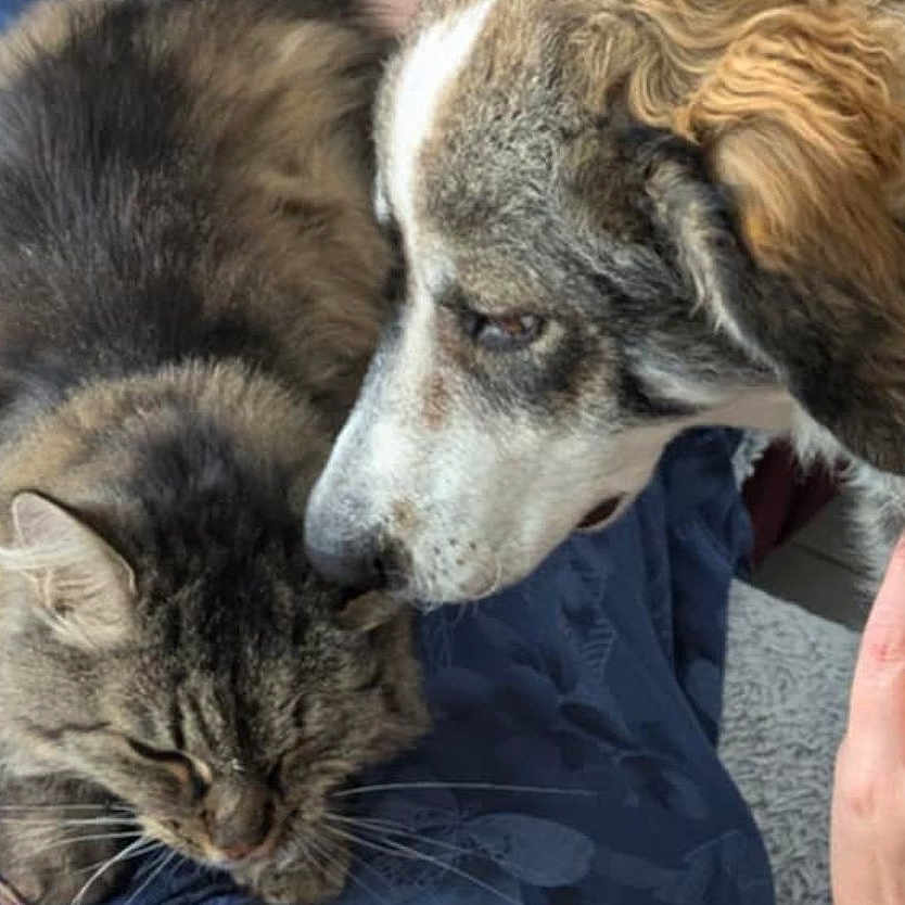 Thémis a rejoint le concours — aidez-le/la à gagner de superbes lots ! animal, blanket, blue_blanket, canine, cat, closeup, comfort, companion, cute, dog, domestic, friendship, fur, furry, hand, indoor, pet, resting, sniffing, tabby_cat