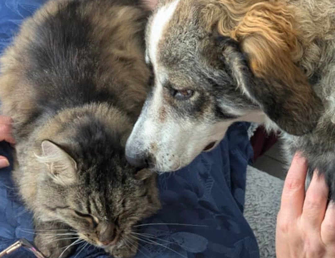 Thémis a rejoint le concours — aidez-le/la à gagner de superbes lots ! cat, dog, animal, pet, furry, tabby_cat, canine, indoor, blanket, closeup, friendship, companion, sniffing, fur, hand, resting, comfort, blue_blanket, domestic, cute
