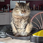 Chacha participe au concours pour gagner de l'argent avec cette photo : cat, tabby, fluffy, pet, indoor, kitchen, table, bag, chair, closed_eyes, domestic_animal, furniture, relaxed, fur, animal, household, wooden_table, zipper, notebook, phone