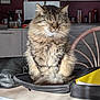cat, tabby, fluffy, pet, indoor, kitchen, table, bag, chair, closed_eyes, domestic_animal, furniture, relaxed, fur, animal, household, wooden_table, zipper, notebook, phone
