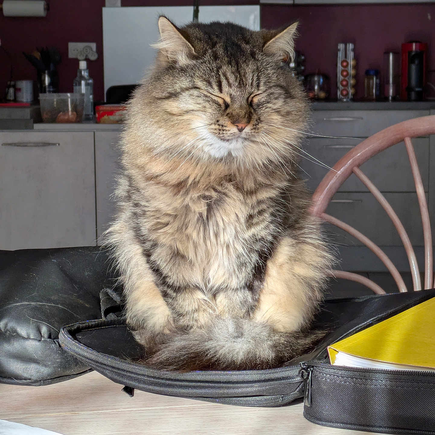 Chacha participe au concours pour gagner de l'argent avec cette photo : animal, bag, cat, chair, closed_eyes, domestic_animal, fluffy, fur, furniture, household, indoor, kitchen, notebook, pet, phone, relaxed, tabby, table, wooden_table, zipper