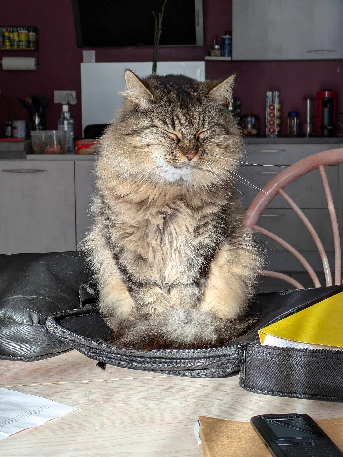 Chacha participe au concours pour gagner de l'argent avec cette photo : cat, tabby, fluffy, pet, indoor, kitchen, table, bag, chair, closed_eyes, domestic_animal, furniture, relaxed, fur, animal, household, wooden_table, zipper, notebook, phone