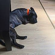 Renji a rejoint le concours — aidez-le/la à gagner de superbes lots ! accessories, animal, bulldog, canine, clothing, dog, footwear, frenchbulldog, hardwood, highheel, indoors, interiordesign, labradorretriever, pet, pitbull, plywood, pug, puppy, strap, wood