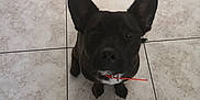 Renji a rejoint le concours — aidez-le/la à gagner de superbes lots ! accessories, animal, boxer, bulldog, canine, chihuahua, dog, flagstone, frenchbulldog, husky, leash, path, pet, policedog, puppy, slate, snout, strap, tile, walkway