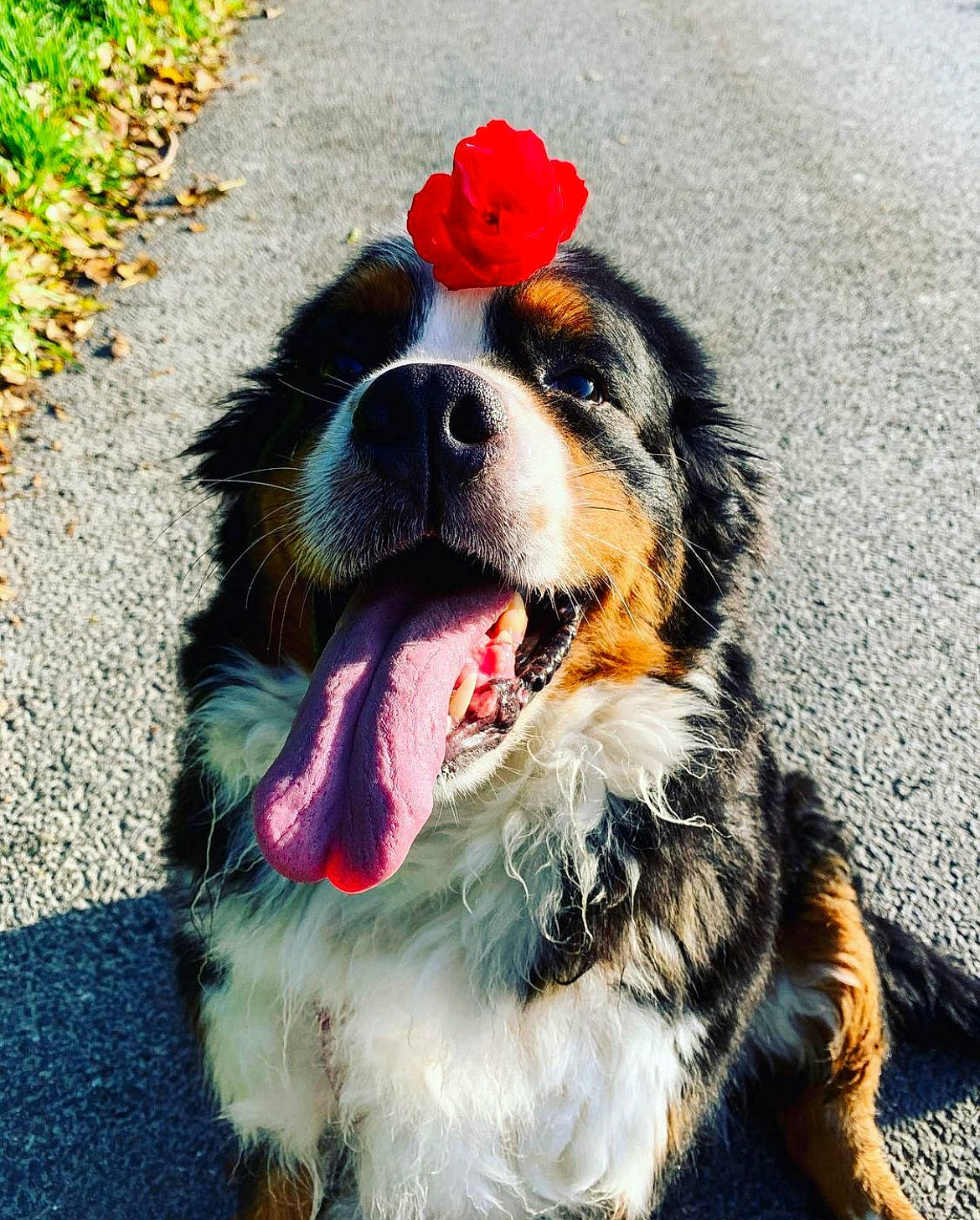 Kannelle participe au concours pour gagner de l'argent avec cette photo : asphalt, bernese_mountain_dog, canidae, carnivore, collar, companion_dog, dog, dog_breed, dog_collar, dog_supply, flower, fur, grass, happy, leash, paw, plant, sporting_group, whiskers, working_animal