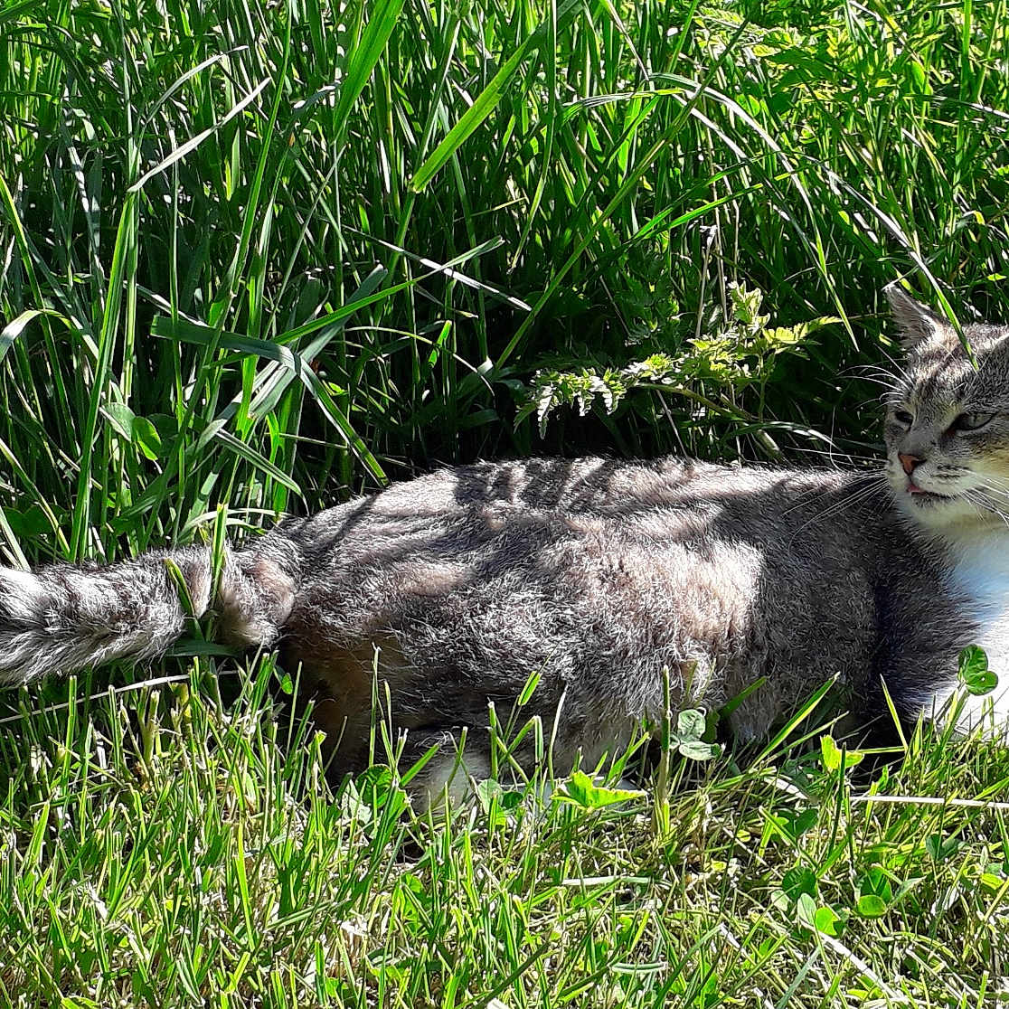 Igor a rejoint le concours — aidez-le/la à gagner de superbes lots ! abyssinian, animal, cat, countryside, field, grass, grassland, green, herbal, herbs, kitten, lawn, manx, nature, outdoors, pet, plant, reed, soil, vegetation
