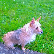 Inna participe au concours pour gagner de l'argent avec cette photo : attentive, daytime, dog, ears, fur, grass, heart_sticker, lawn, mixed_breed, moss, outdoor, paving, pet, portrait, sidewalk, sitting, small_dog, snout, stone_path, terrier
