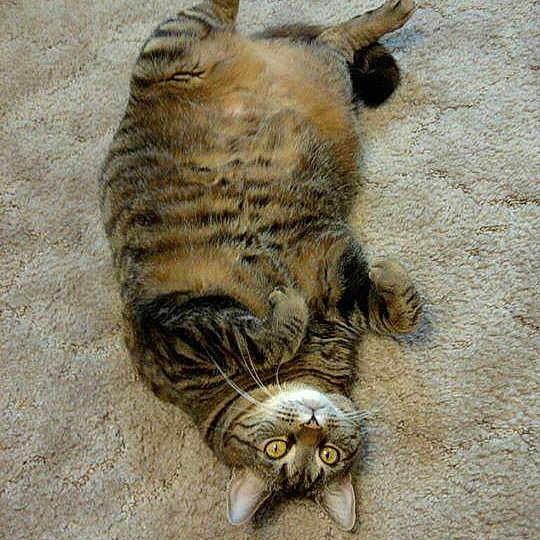 Pippa