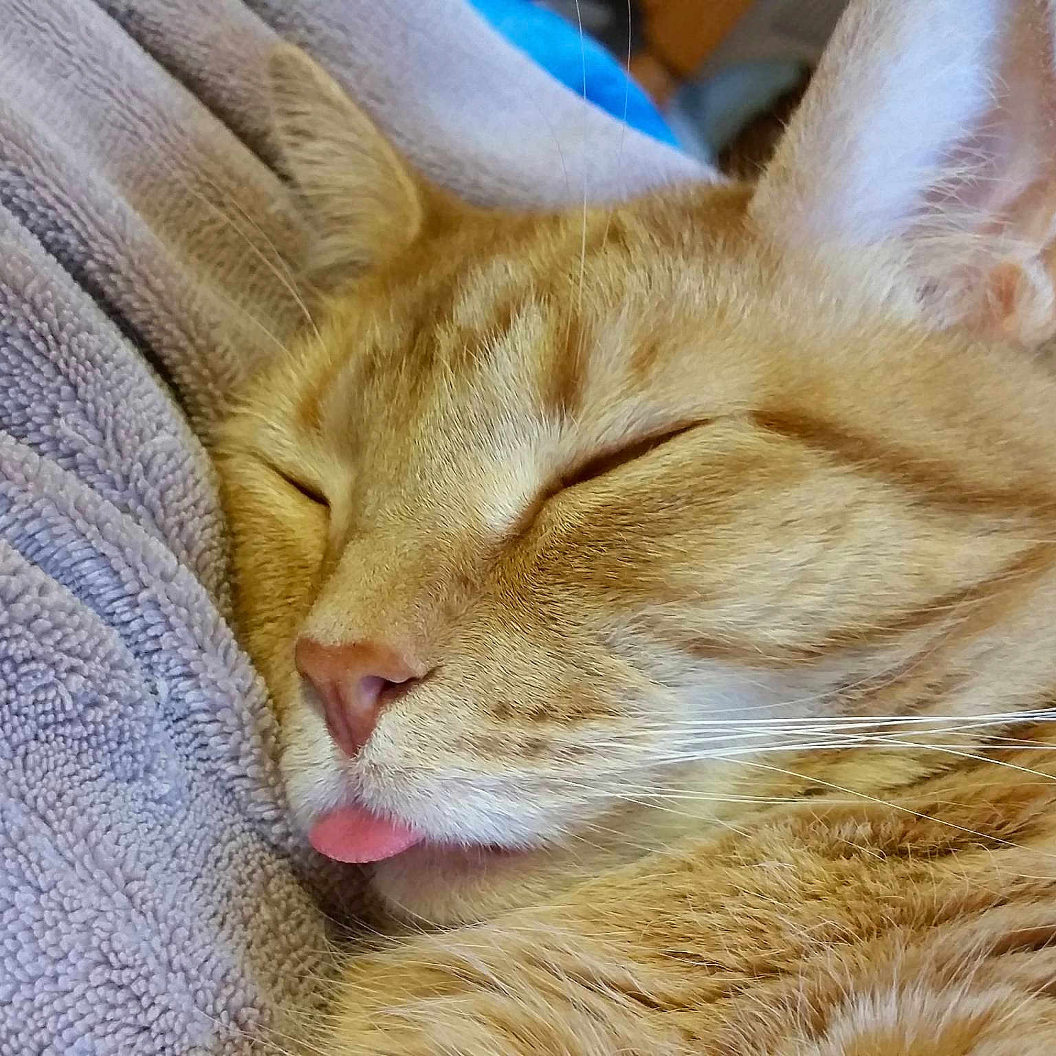 Milo