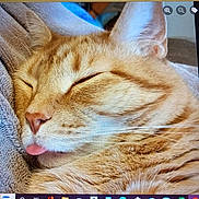 Mojo joined the competition — help win amazing prizes! cat, orange_tabby, sleeping, sleepy, tongue, close_up, fur, whiskers, ears, nose, pink_nose, blanket, cozy, indoors, pet, animal, relaxed, photograph, computer_screen, browser