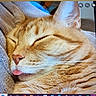 cat, orange_tabby, sleeping, sleepy, tongue, close_up, fur, whiskers, ears, nose, pink_nose, blanket, cozy, indoors, pet, animal, relaxed, photograph, computer_screen, browser