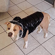 Thalya a rejoint le concours — aidez-le/la à gagner de superbes lots ! dog, puffer_jacket, black_jacket, fur_hood, indoor, tile_floor, pet, canine, curious, brown_and_white, standing, looking_up, domestic_animal, animal_clothing, fur, ears, four_legs, short_hair, snout, tail