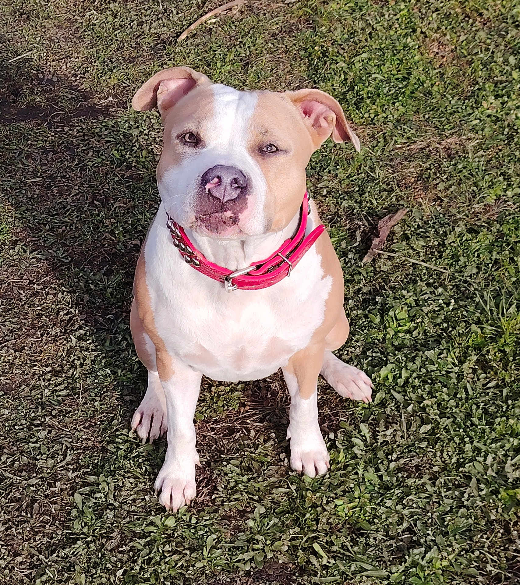 Thalya participe au concours pour gagner de l'argent avec cette photo : dog, animal, pet, grass, outdoor, collar, sitting, sunlight, canine, nature, cute, friendly, portrait, mammal, ears, paw, snout, fur, attention, daylight