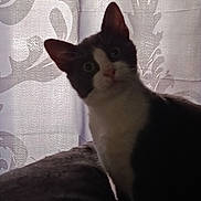 Blue participe au concours pour gagner de l'argent avec cette photo : cat, tuxedo_cat, curious, indoor, curtain, pattern, feline, pet, animal, black_and_white, soft_light, shadow, closeup, looking, ears, whiskers, background, texture, cozy, mysterious