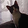 cat, tuxedo_cat, curious, indoor, curtain, pattern, feline, pet, animal, black_and_white, soft_light, shadow, closeup, looking, ears, whiskers, background, texture, cozy, mysterious