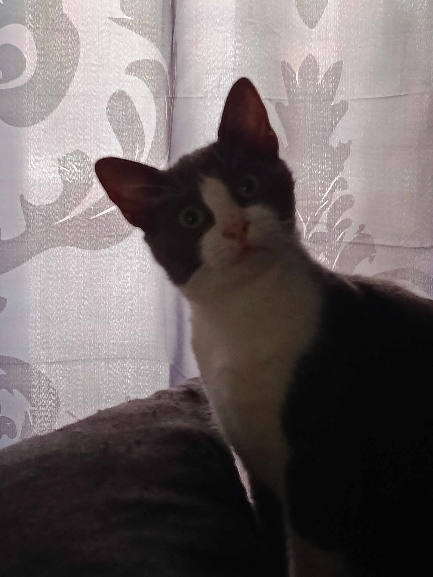 Blue participe au concours pour gagner de l'argent avec cette photo : cat, tuxedo_cat, curious, indoor, curtain, pattern, feline, pet, animal, black_and_white, soft_light, shadow, closeup, looking, ears, whiskers, background, texture, cozy, mysterious
