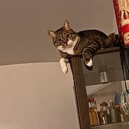 Stella participe au concours pour gagner de l'argent avec cette photo : abyssinian, alcohol, animal, beer, bookcase, cabinet, cat, chinacabinet, closet, cupboard, furniture, hardwood, kitten, manx, pantry, pet, plywood, shelf, tin, wood