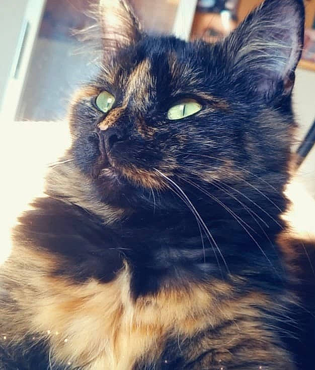 Maho participe au concours pour gagner de l'argent avec cette photo : asian, black_cat, carnivore, cat, cymric, domestic_long_haired_cat, domestic_short_haired_cat, ear, eye, felidae, fur, kitten, maine_coon, mammal, norwegian_forest_cat, sky, small_to_medium_sized_cats, snapshot, snout, whiskers