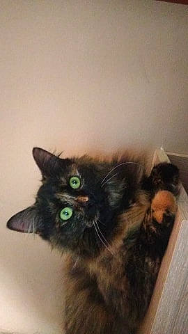 Maho participe au concours pour gagner de l'argent avec cette photo : black_cat, carnivore, cat, domestic_long_haired_cat, domestic_short_haired_cat, ear, european_shorthair, eye, felidae, fur, iris, kitten, maine_coon, mammal, nebelung, norwegian_forest_cat, persian, polydactyl_cat, small_to_medium_sized_cats, whiskers