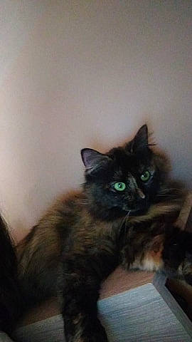 Maho participe au concours pour gagner de l'argent avec cette photo : asian, black_cat, carnivore, cat, domestic_long_haired_cat, domestic_short_haired_cat, european_shorthair, eye, felidae, fur, iris, kitten, maine_coon, mammal, nebelung, norwegian_forest_cat, persian, small_to_medium_sized_cats, turkish_angora, whiskers