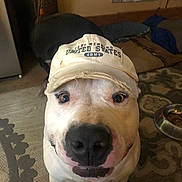 Buster is registered to the contest to win money with this photo: dog, hat, white_dog, close_up, portrait, nose, cap, indoor, living_room, carpet, dog_bowl, food, pet, canine, smile, eye_contact, wall_art, furniture, cozy, funny_face