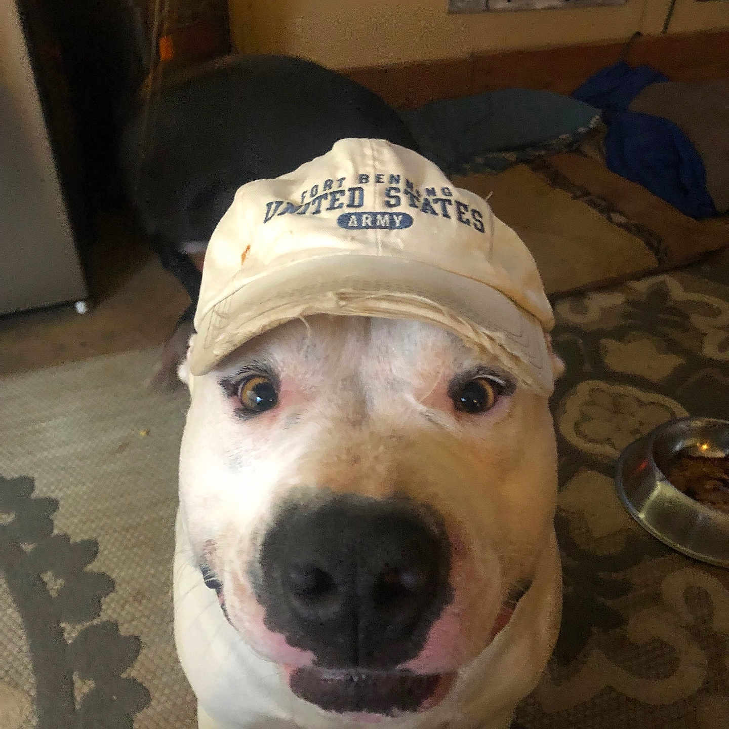 Buster is registered to the contest to win money with this photo: canine, cap, carpet, close_up, cozy, dog, dog_bowl, eye_contact, food, funny_face, furniture, hat, indoor, living_room, nose, pet, portrait, smile, wall_art, white_dog