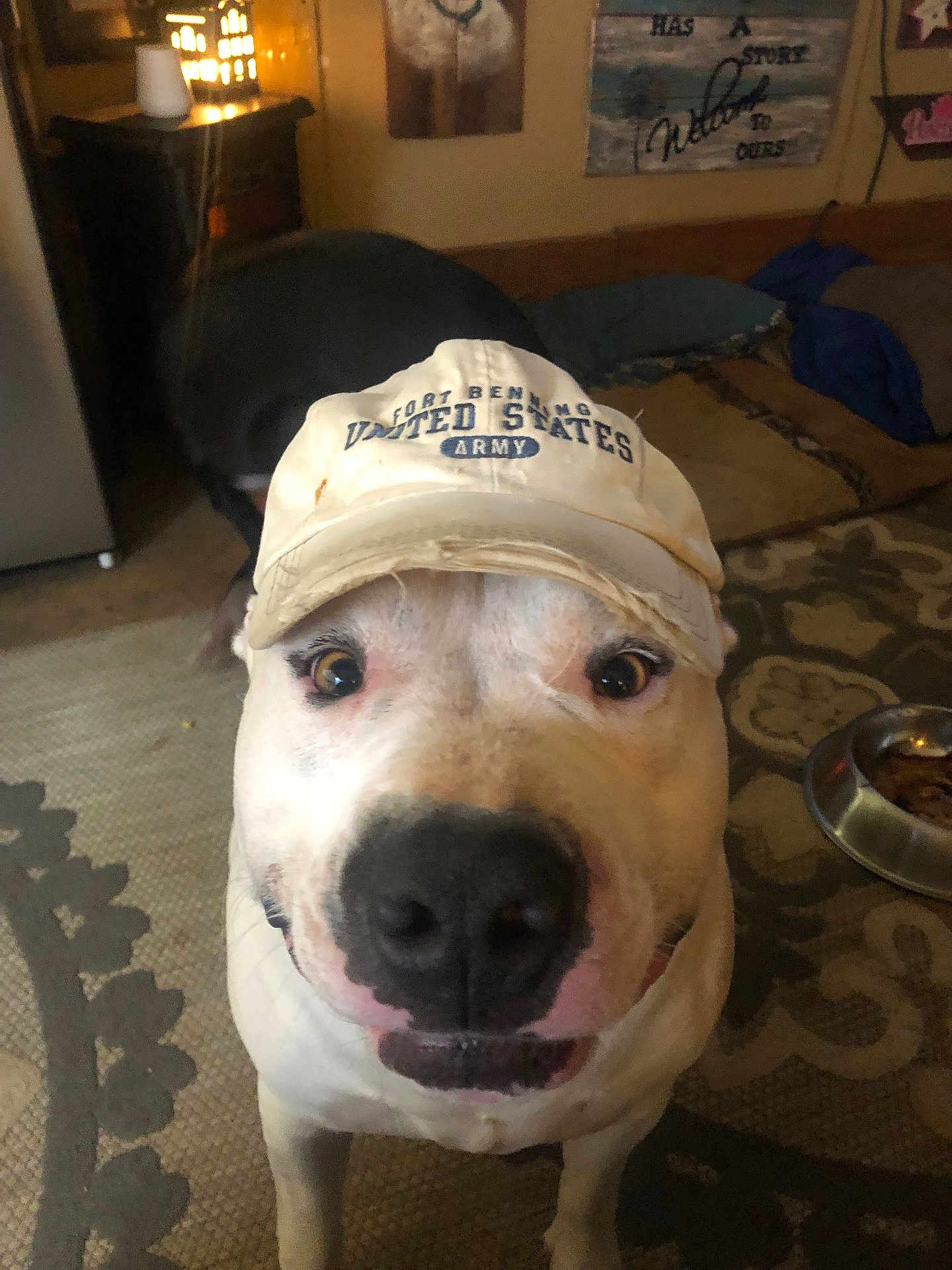 Buster is registered to the contest to win money with this photo: dog, hat, white_dog, close_up, portrait, nose, cap, indoor, living_room, carpet, dog_bowl, food, pet, canine, smile, eye_contact, wall_art, furniture, cozy, funny_face
