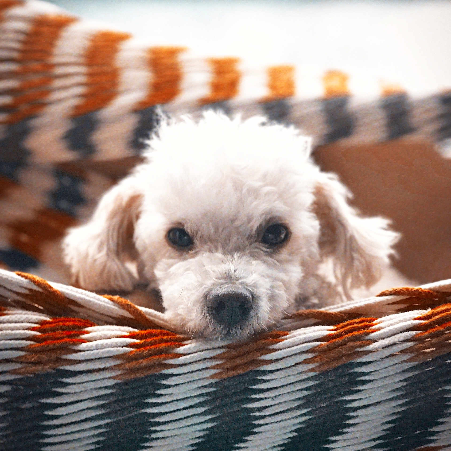 Charlie is registered to the contest to win money with this photo: animal, basket, blanket, canine, cockerspaniel, dog, furniture, hammock, pet, poodle, puppy, snout, terrier, whitedog