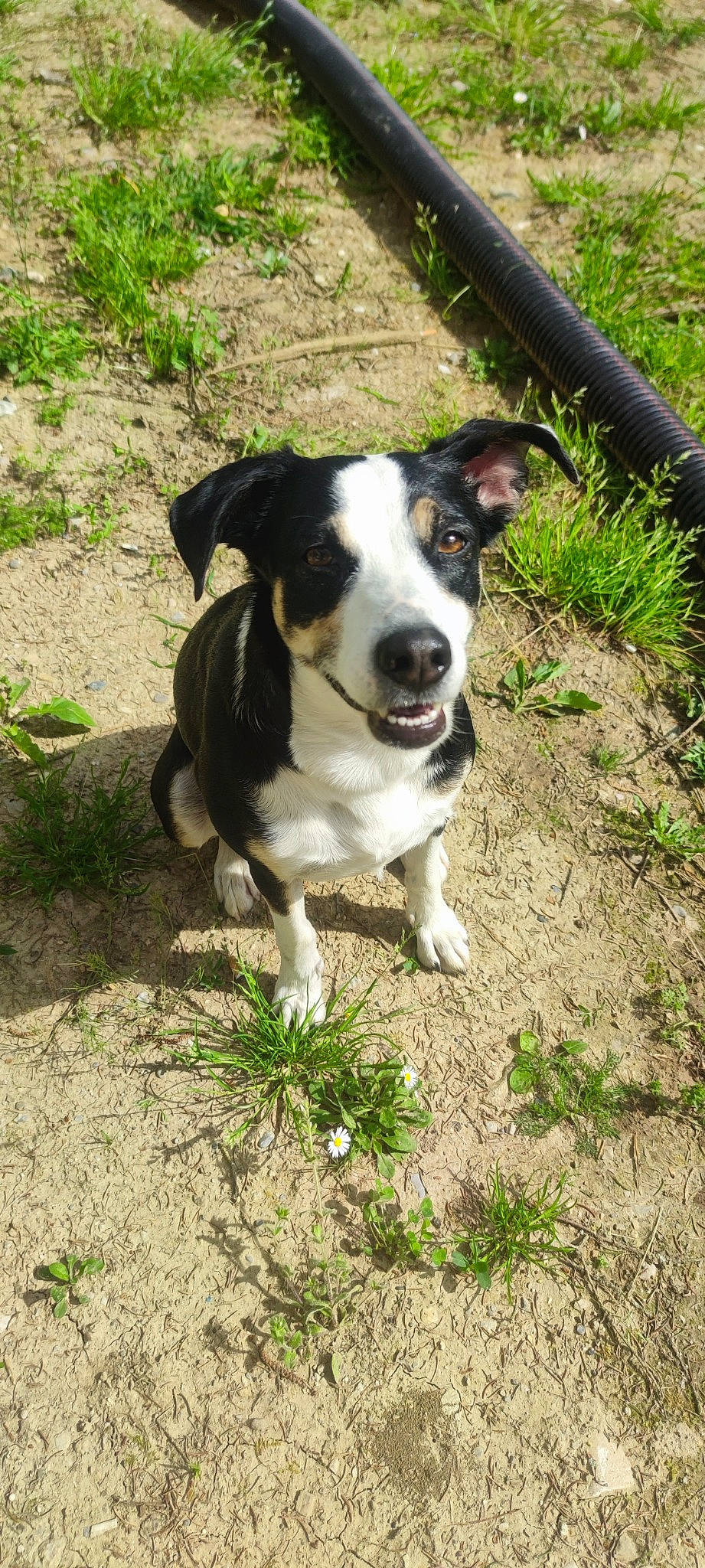 Ophélie a rejoint le concours — aidez-le/la à gagner de superbes lots ! canidae, carnivore, companion_dog, dog, dog_breed, grass, herding_dog, hunting_dog, plant, puppy, snout, soil, sporting_group, tail, terrestrial_animal, whiskers, working_animal, working_dog