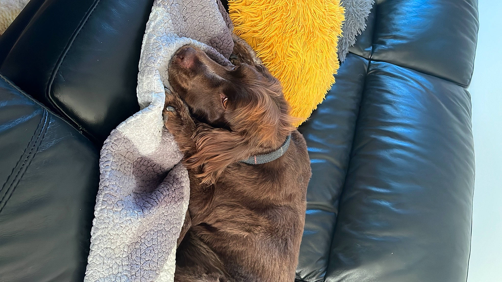 Chico is registered to the contest to win money with this photo: canidae, carnivore, comfort, companion_dog, dog, dog_breed, dog_collar, electric_blue, fawn, felidae, fur, gesture, human_leg, liver, snout, sporting_group, textile, whiskers, working_animal, wrinkle