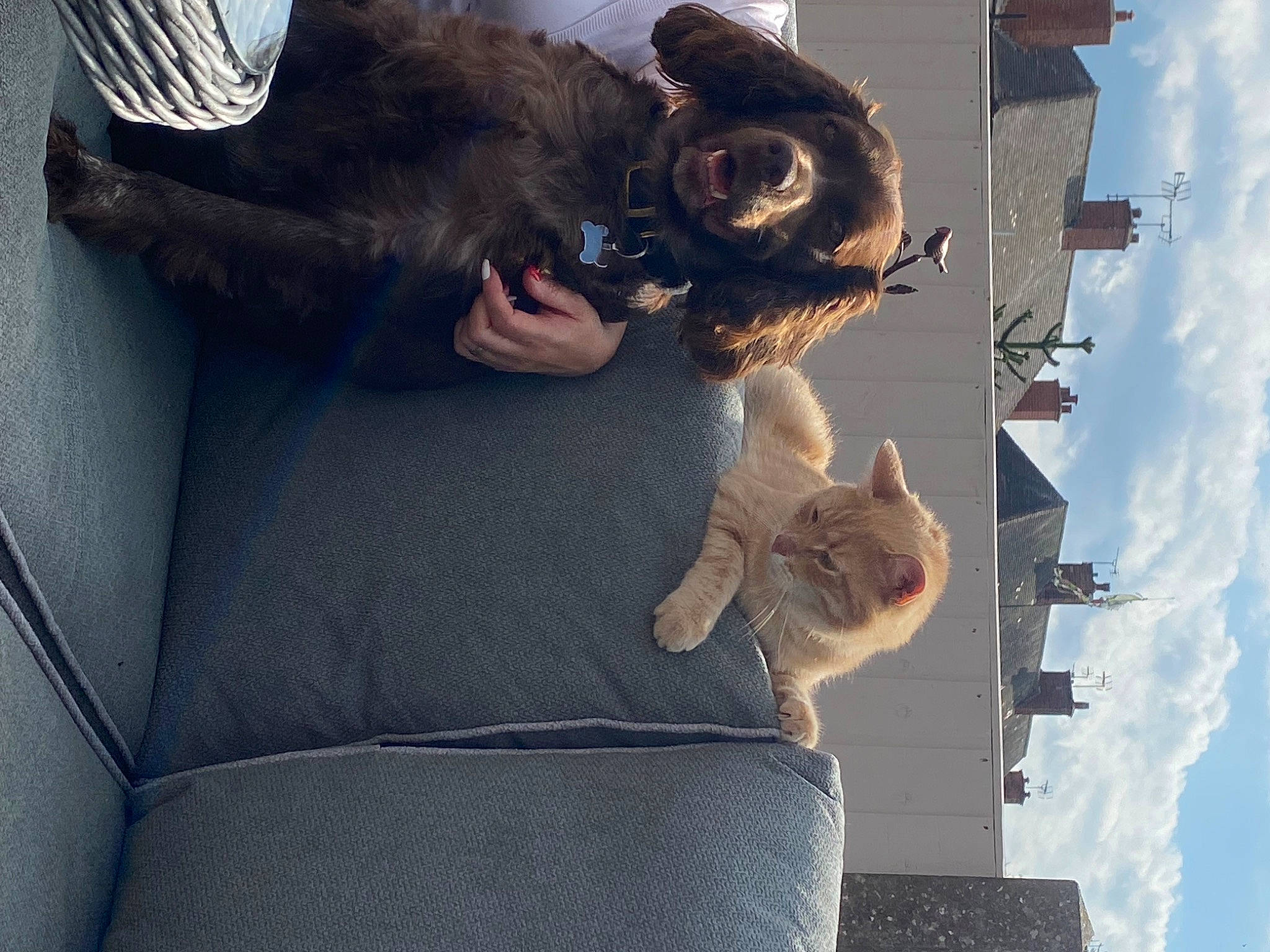 Chico is registered to the contest to win money with this photo: building, canidae, carnivore, cloud, comfort, companion_dog, couch, dog_breed, domestic_short_haired_cat, eyewear, felidae, fur, guard_dog, sky, small_to_medium_sized_cats, sporting_group, tail, vehicle