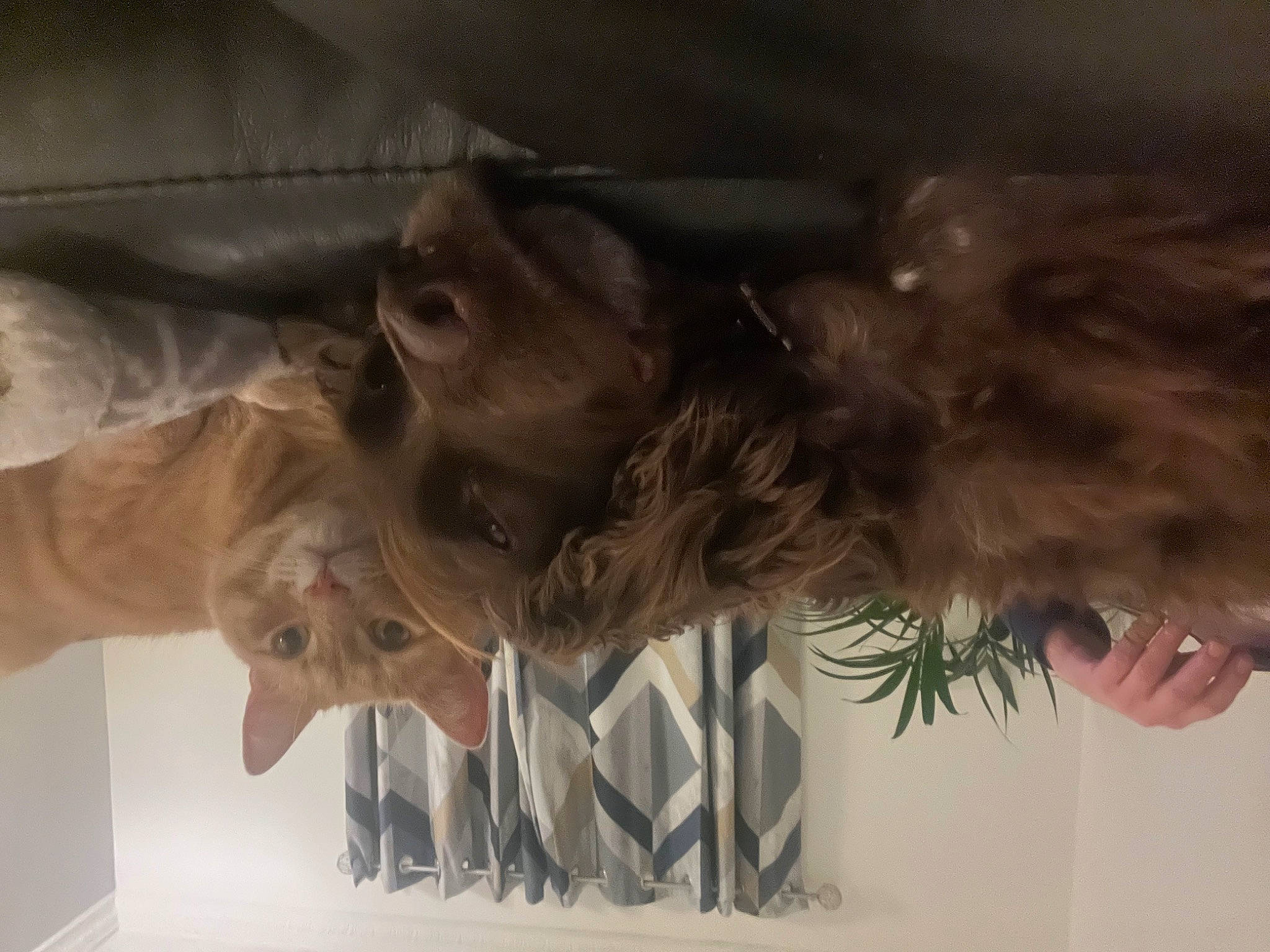 Chico is registered to the contest to win money with this photo: art, canidae, carnivore, ceiling, companion_dog, dog_breed, fawn, fun, fur, gesture, jaw, liver, mammal, snout, sporting_group, tail, vertebrate, wood, working_animal, wrinkle