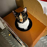 Michi joined the competition — help win amazing prizes! cat, calico, cardboard_box, toy, wide_eyes, indoor, pet, curious, hole, head, ears, whiskers, looking_up, mammal, cozy, furniture, flooring, pattern, dim_lighting, playful