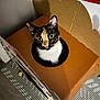 cat, calico, cardboard_box, toy, wide_eyes, indoor, pet, curious, hole, head, ears, whiskers, looking_up, mammal, cozy, furniture, flooring, pattern, dim_lighting, playful