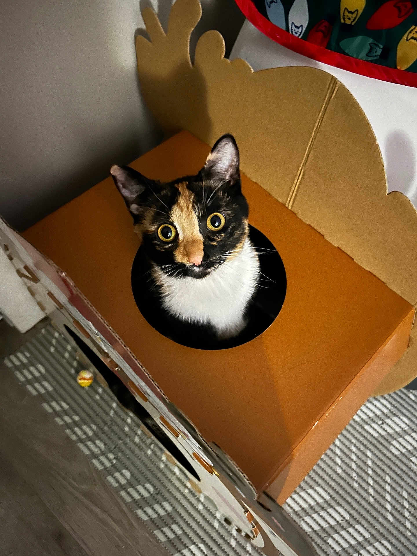 Michi joined the competition — help win amazing prizes! cat, calico, cardboard_box, toy, wide_eyes, indoor, pet, curious, hole, head, ears, whiskers, looking_up, mammal, cozy, furniture, flooring, pattern, dim_lighting, playful