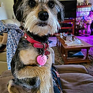 Lucy joined the competition — help win amazing prizes! black, brown, canine, carpet, coffee_table, collar, cute, dog, eyes, furniture, indoor, lap, living_room, person, pet, remote_control, scruffy, small_dog, sofa, tag