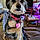 Lucy