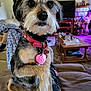 black, brown, canine, carpet, coffee_table, collar, cute, dog, eyes, furniture, indoor, lap, living_room, person, pet, remote_control, scruffy, small_dog, sofa, tag