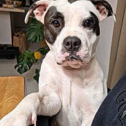 Romy a rejoint le concours — aidez-le/la à gagner de superbes lots ! animal, bostonbull, boxer, bulldog, canine, clothing, couch, dog, frenchbulldog, furniture, hound, indoors, interiordesign, leaf, pet, pitbull, plant, pottedplant, puppy, whitedog