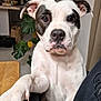 animal, bostonbull, boxer, bulldog, canine, clothing, couch, dog, frenchbulldog, furniture, hound, indoors, interiordesign, leaf, pet, pitbull, plant, pottedplant, puppy, whitedog
