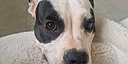 Romy a rejoint le concours — aidez-le/la à gagner de superbes lots ! animal, blanket, bostonbull, boxer, bulldog, canine, cushion, dog, homedecor, hound, pet, pitbull, pointer, puppy, snout