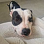 animal, blanket, bostonbull, boxer, bulldog, canine, cushion, dog, homedecor, hound, pet, pitbull, pointer, puppy, snout