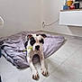 Romy a rejoint le concours — aidez-le/la à gagner de superbes lots ! animal, blanket, canine, dog, dogbed, furniture, pet, whiteboard