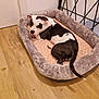 Romy a rejoint le concours — aidez-le/la à gagner de superbes lots ! animal, canine, dog, dogbed, kangaroo, pet