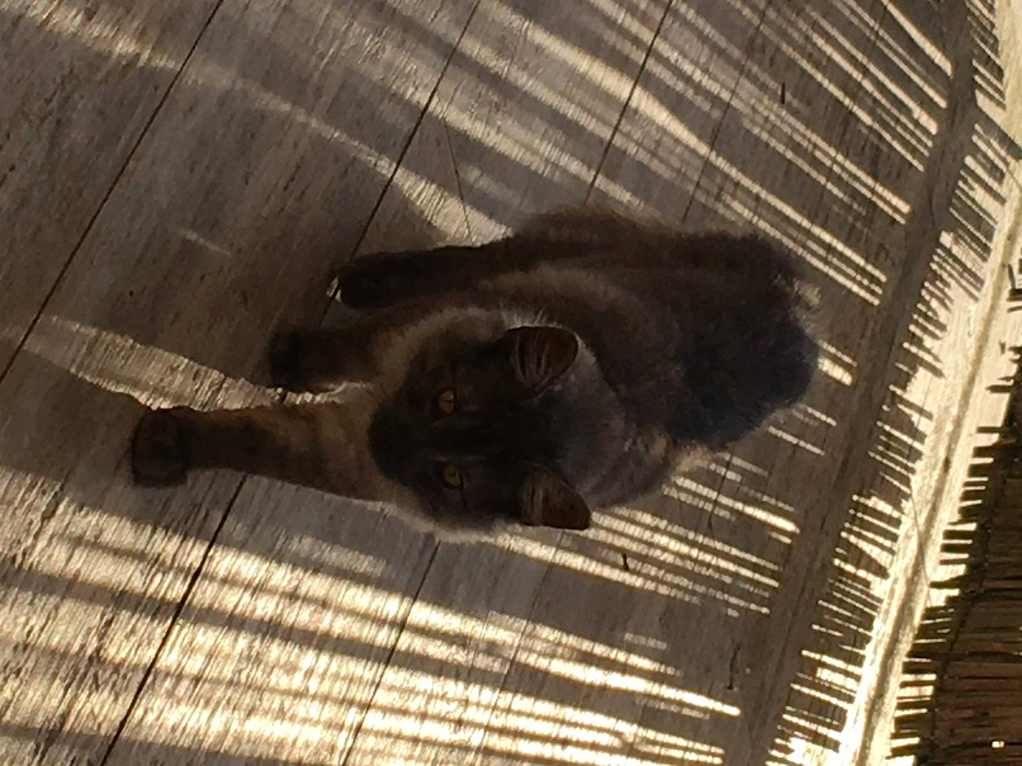 Soprano a rejoint le concours — aidez-le/la à gagner de superbes lots ! black_cat, carnivore, cat, claw, dog_breed, domestic_short_haired_cat, felidae, flooring, fur, grey, hardwood, shadow, small_to_medium_sized_cats, snout, sporting_group, tail, terrestrial_animal, tints_and_shades, whiskers, wood