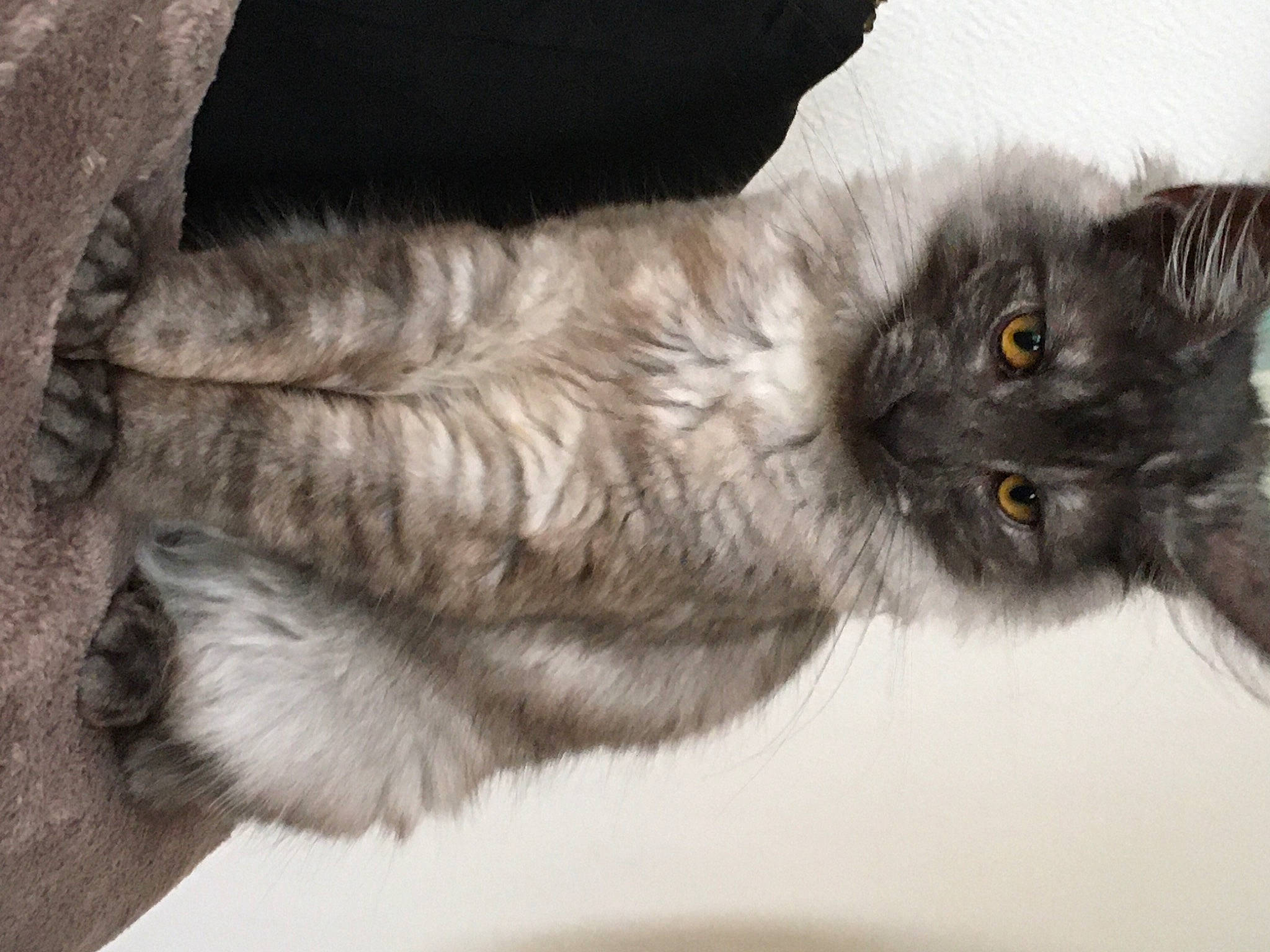 Soprano a rejoint le concours — aidez-le/la à gagner de superbes lots ! black_cat, british_longhair, carnivore, cat, claw, domestic_short_haired_cat, eye, fawn, felidae, fur, grey, paw, small_to_medium_sized_cats, snout, tail, terrestrial_animal, whiskers, window