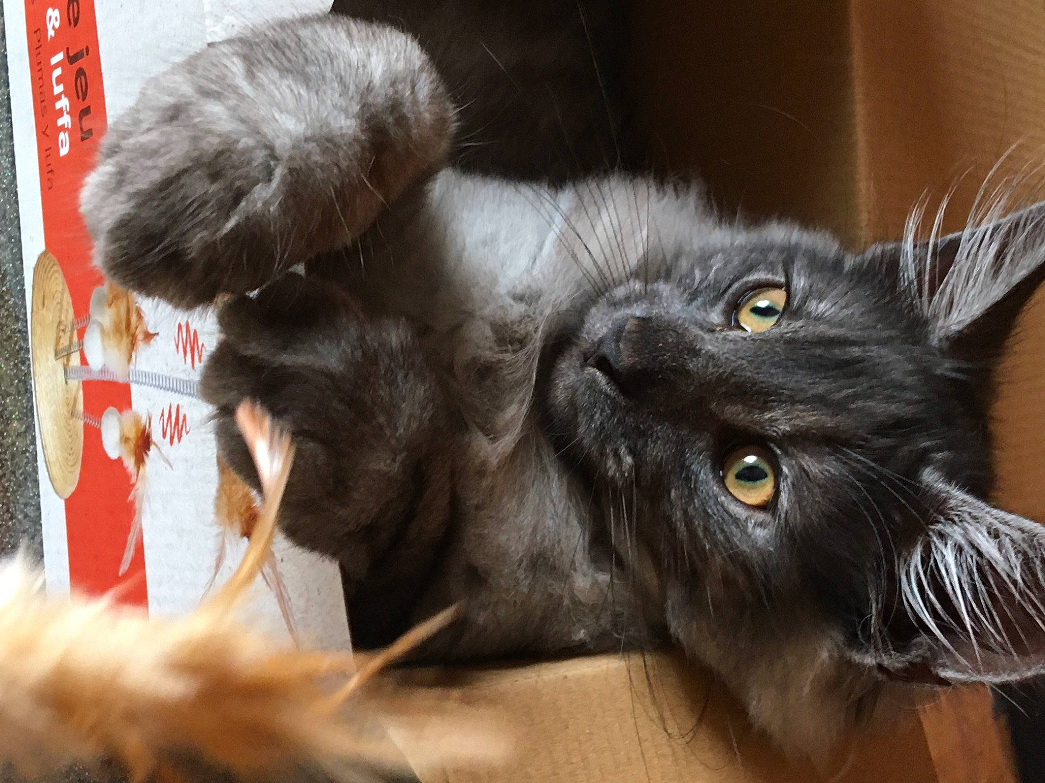 Soprano participe au concours pour gagner de l'argent avec cette photo : black_cat, carnivore, cat, claw, comfort, domestic_short_haired_cat, ear, felidae, fur, grey, paw, small_to_medium_sized_cats, snout, tail, vertebrate, whiskers