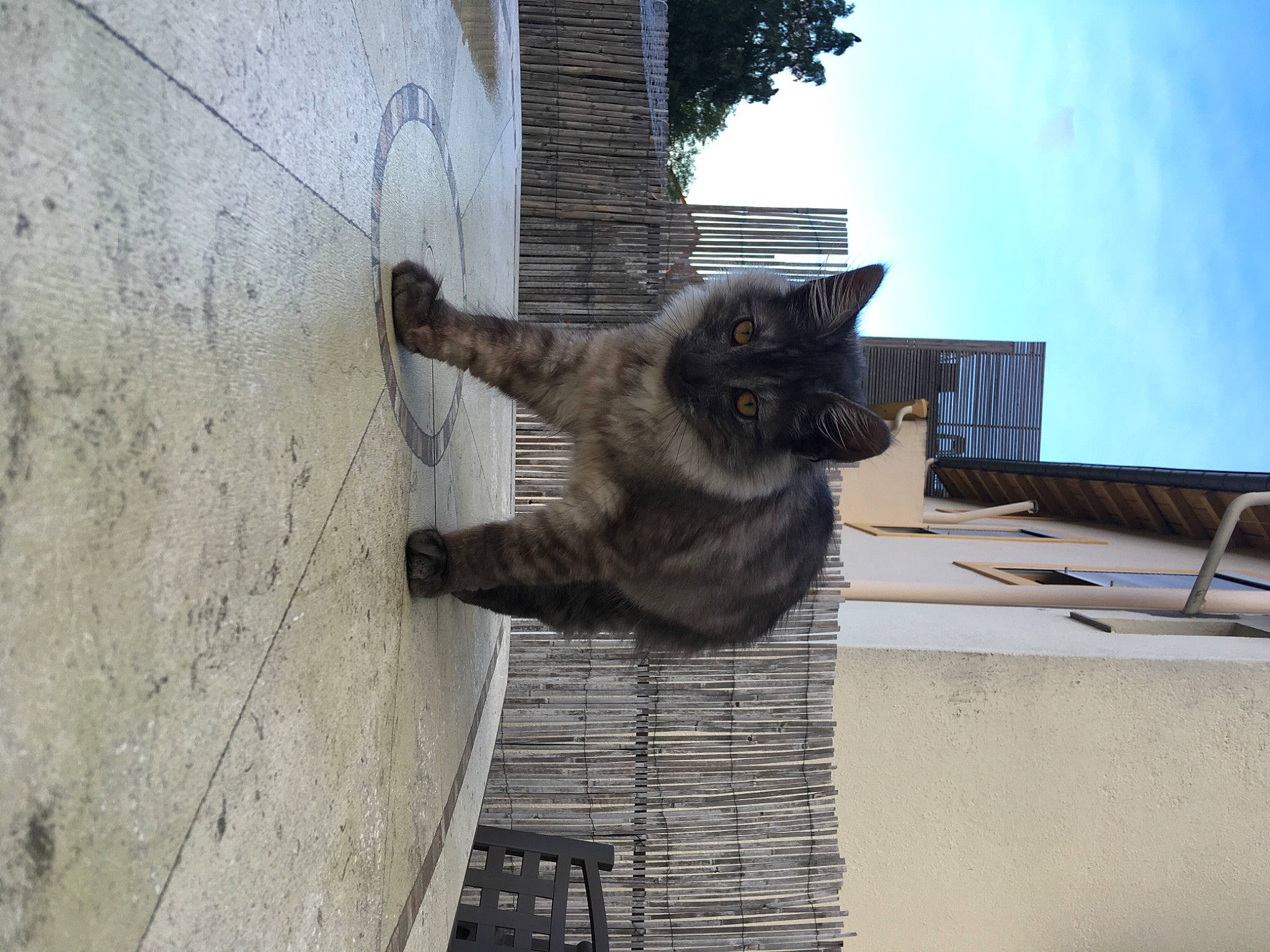 Soprano a rejoint le concours — aidez-le/la à gagner de superbes lots ! black_cat, building, carnivore, cat, dog_breed, domestic_short_haired_cat, felidae, flooring, fur, sculpture, sky, small_to_medium_sized_cats, snout, sporting_group, tail, tree, trunk, whiskers, window, wood