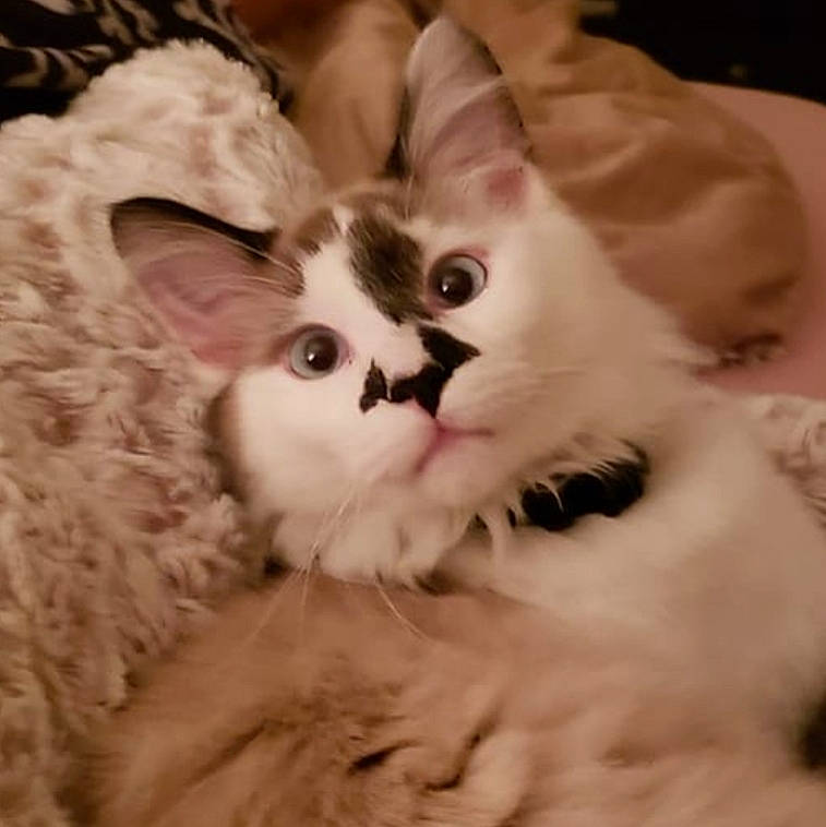 Gibbons is registered to the contest to win money with this photo: asian, carnivore, cat, ear, fawn, felidae, fur, kitten, maine_coon, mammal, rabbit, rabbits_and_hares, ragdoll, selkirk_rex, small_to_medium_sized_cats, turkish_angora, whiskers